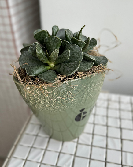 Succulent transplanted into a flowerpot with delivery to Astana
