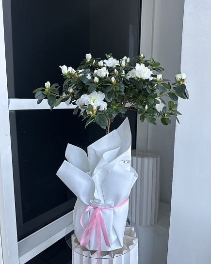 Белая Азалия в подарочной упаковке с доставкой по Астане