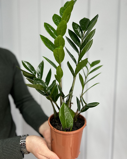 Bouquet of Zamioculcas is small flowers delivered to Astana