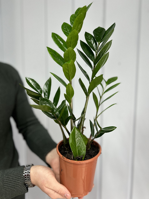 Zamioculcas is small