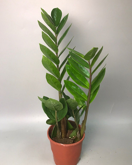 Bouquet of Money Tree Zamioculcas flowers delivered to Rudniy
