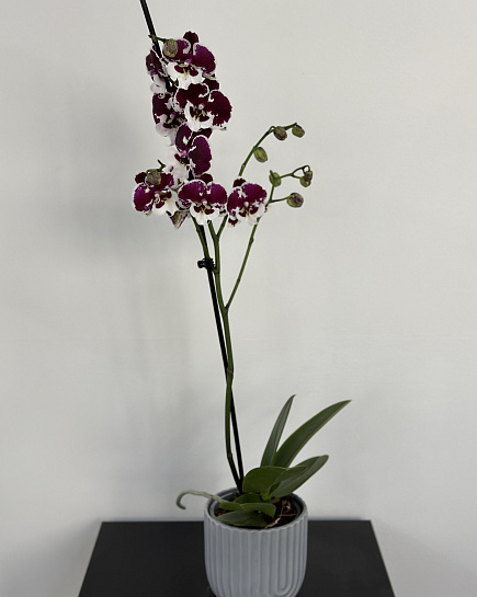 Орхидея в кашпо с доставкой по Астане