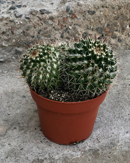 Cactus with delivery to Almaty