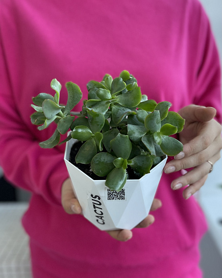 Houseplant in a flower pot with delivery to Astana