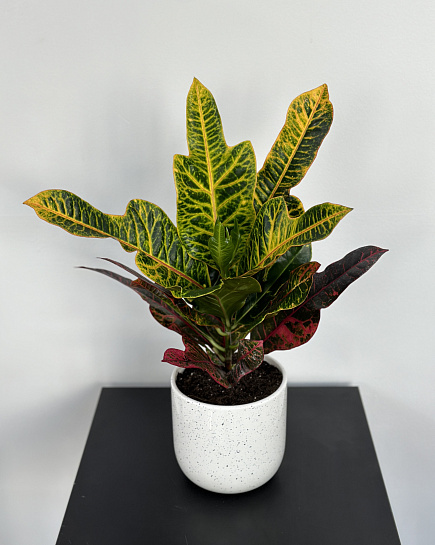 Bouquet of Croton in a pot flowers delivered to Astana
