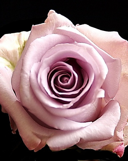 Rose Ocean Song Light Pink   с доставкой по Астане