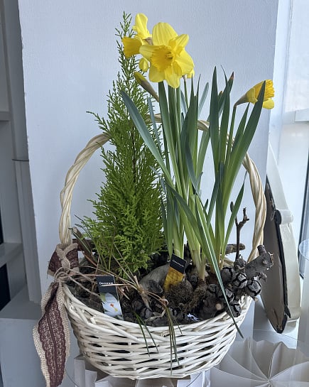 Весеннее настроение с нарциссами с доставкой по Астане