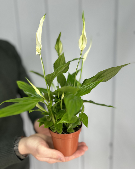 Bouquet of Spathiphyllum small flowers delivered to Astana