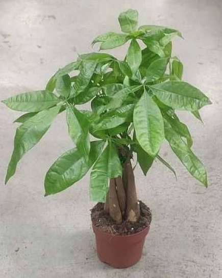 Пахира aquatica 5 stems twisted с доставкой по Астане