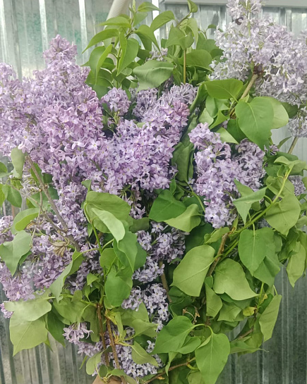 Lilac in a pack with delivery to Almaty