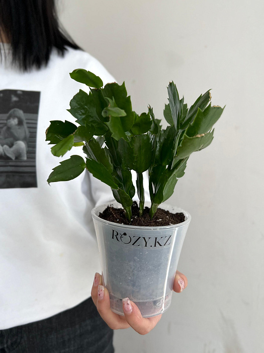 Schlumbergera transplanted into a flower pot