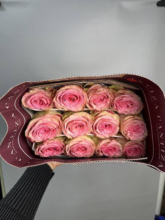 25 pink roses in a pack WHOLESALE