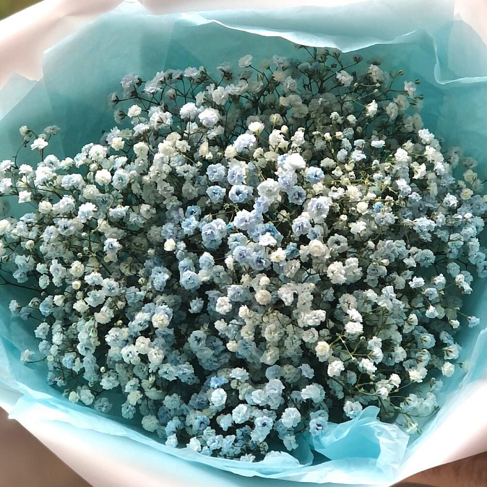 Bouquet of 7 blue gypsophila