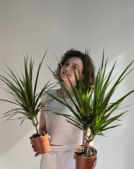 Dracena with delivery to Astana