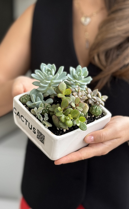 Composition with succulents in flower pots