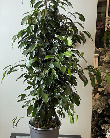 Bouquet of Ficus benjamina 'Danielle', 50 cm flowers delivered to Astana