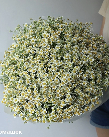 Bouquet of Bouquet of daisies (75) flowers delivered to Shymkent