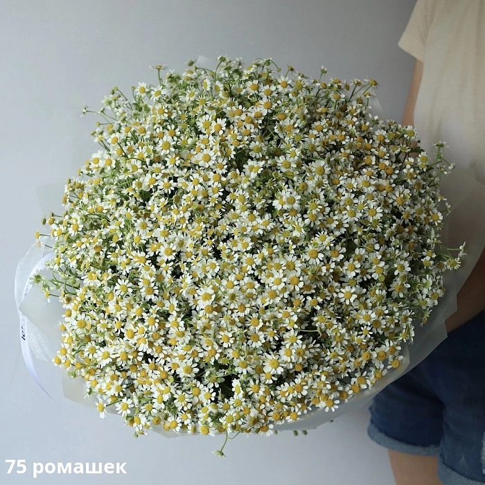 Bouquet of daisies (75)