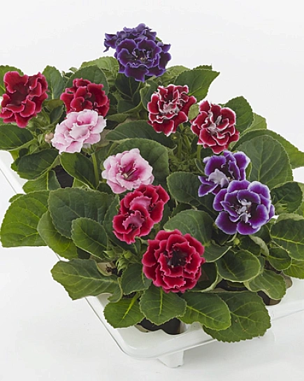 Синингия Brocade Gem с доставкой по Астане