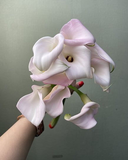 Каллы в пачках 10 шт (10 шт) с доставкой по Астане