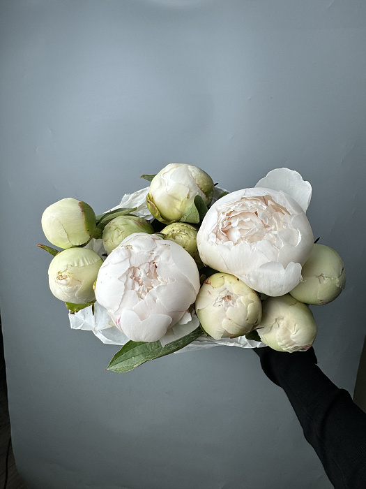 White peonies in a pack (10 pcs)