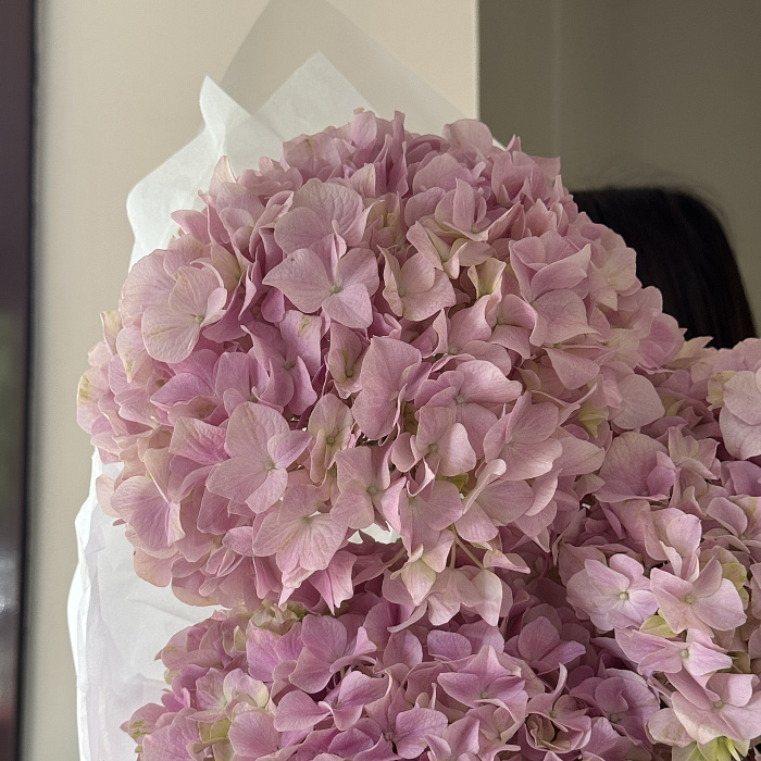 Cloud of Hydrangeas