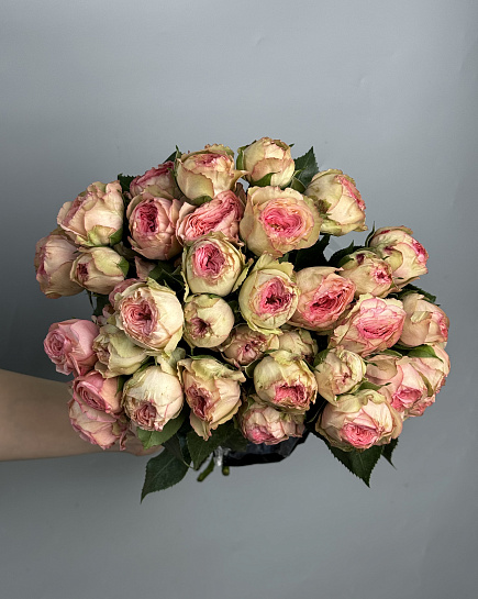 Shrub roses wholesale 1 pack (10 pcs) with delivery to Astana