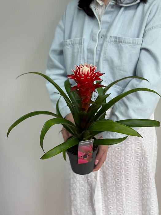 Guzmania