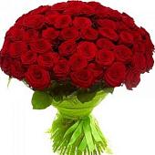 77 high elite red roses