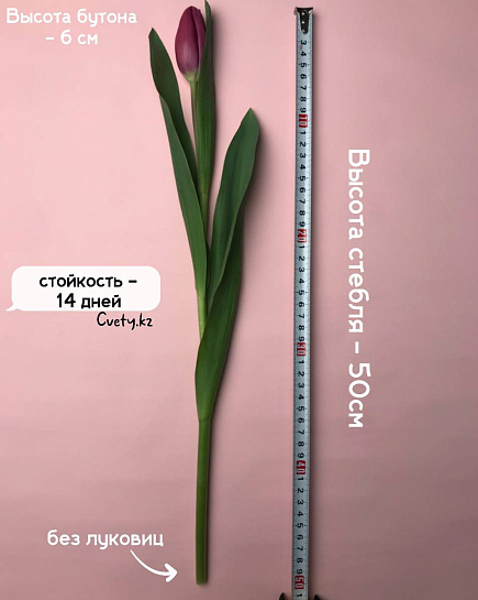 Розовые тюльпаны 50 шт оптом с доставкой по Алматы