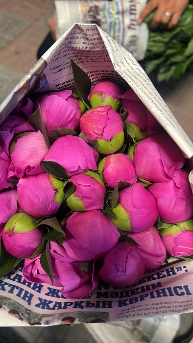 Pink peonies in a pack Pink peonies in a pack