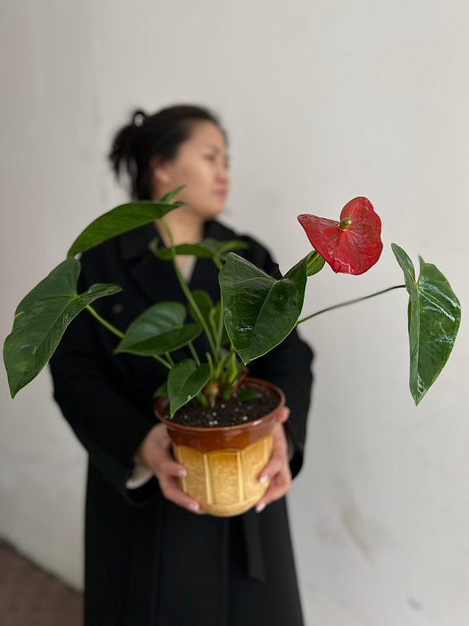 Anthurium transplanted into a flowerpot