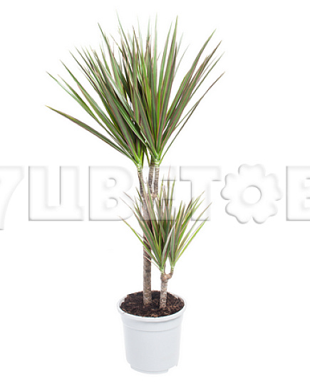 Bouquet of Dracaena margin Bicolor 2 st flowers delivered to Astana