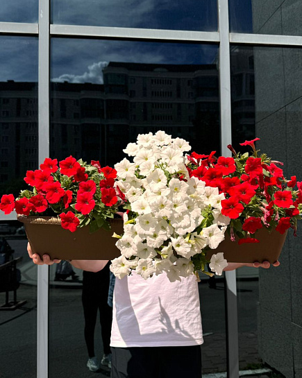 Bouquet of Petunia transplanted flowers delivered to Astana
