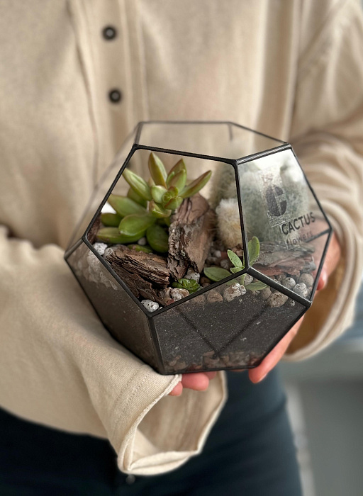 Florarium with succulents and cacti