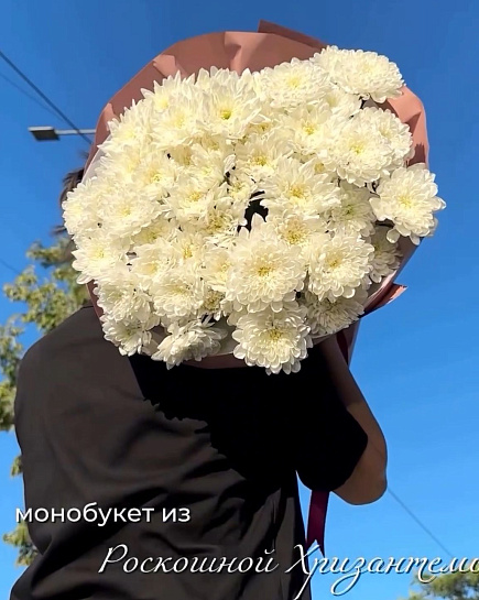 Monobouquet of Chrysanthemums with delivery to Shymkent