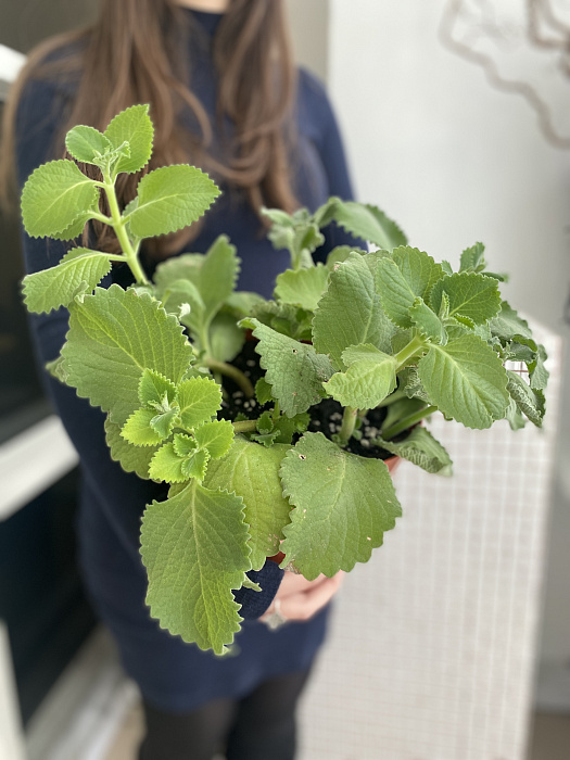 Decorative mint Decorative mint