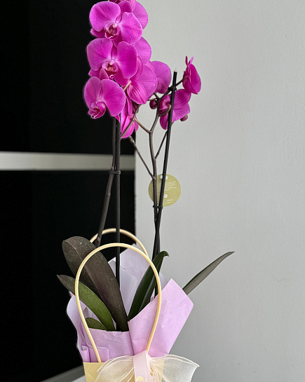 Bouquet of Orchid flowers delivered to Astana