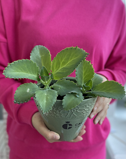 Houseplant in a designer flower pot with delivery to Astana