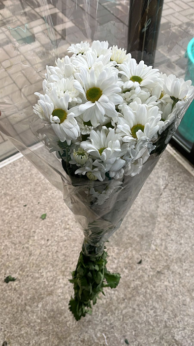 Chrysanthemum chamomile Chrysanthemum chamomile