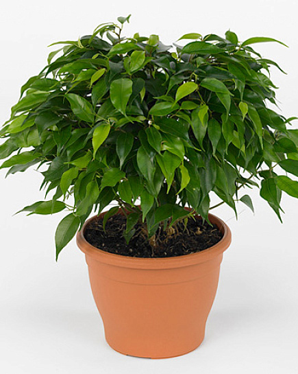 Bouquet of Ficus benjamina green kinky flowers delivered to Astana