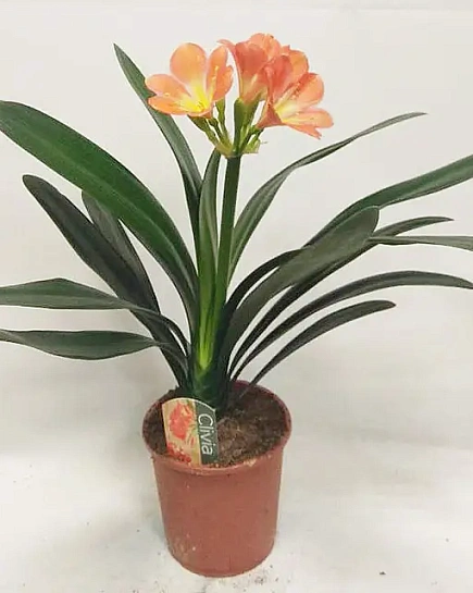 Кливия miniata with Potcover с доставкой по Астане