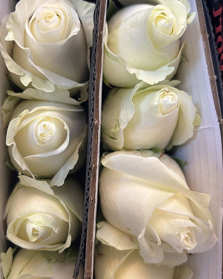 Roses in a pack 10 pcs with delivery to Almaty