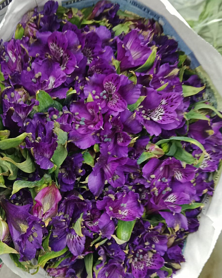 Alstromeria in a pack with delivery to Almaty