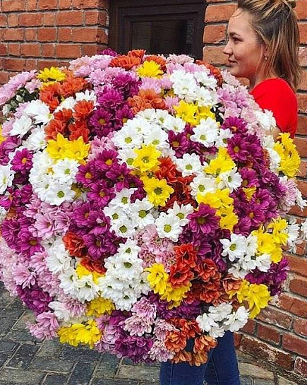 Chrysanthemum 101 branches mix with delivery to Almaty