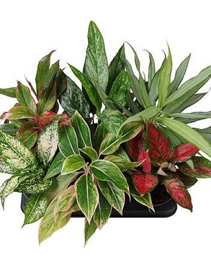 Аглаонема Mix 9 Cm (decorum) с доставкой по Астане