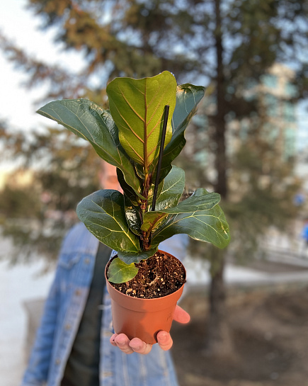 Bouquet of Ficus Lyrata flowers delivered to Astana