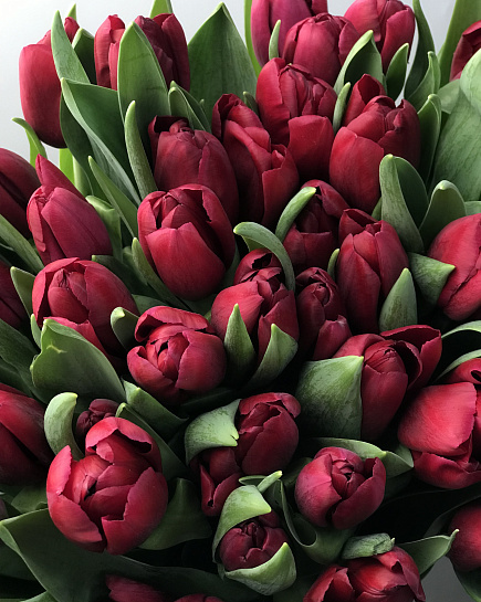 Burgundy tulips in a pack (50 pieces) with delivery to Astana