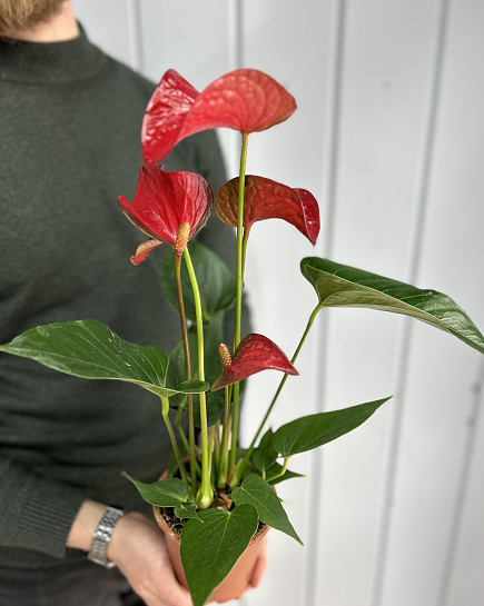 Bouquet of Anthurium flowers delivered to Astana