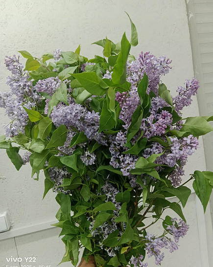 Lilac in a pack with delivery to Almaty